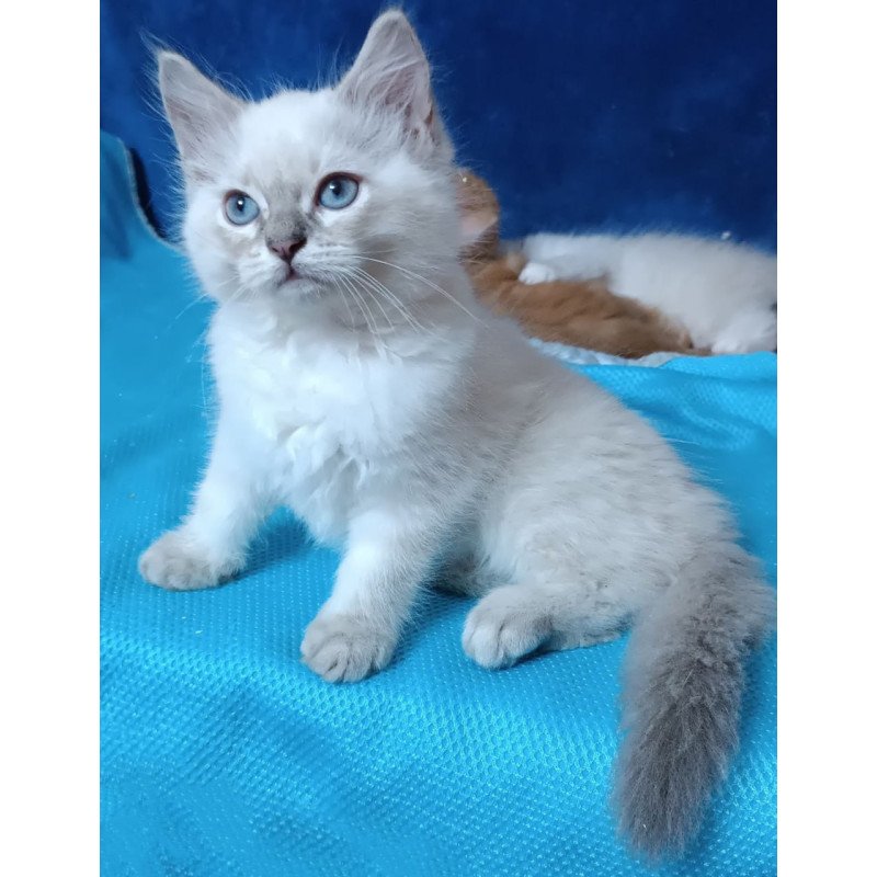 Siberian Duglas