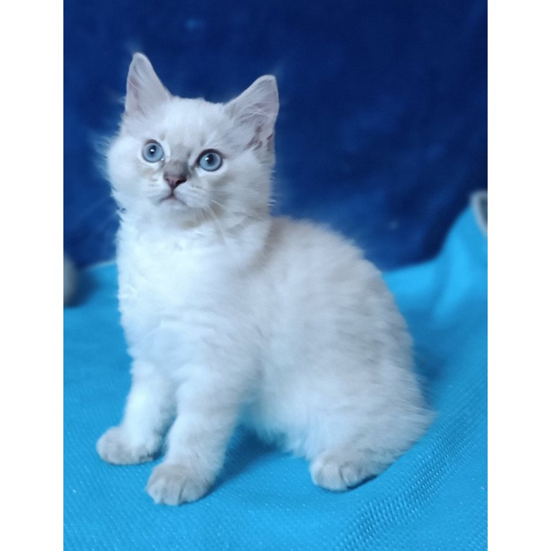 Siberian Duglas