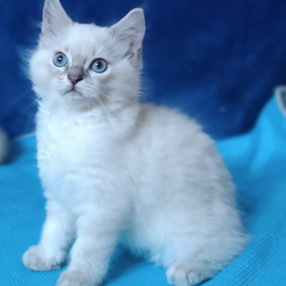Siberian Duglas
