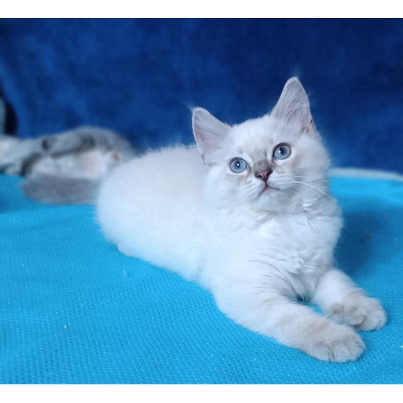 Siberian Duglas