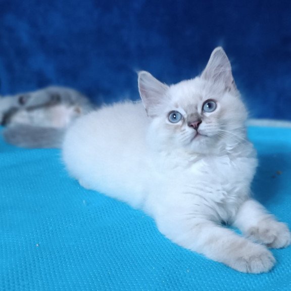 Siberian Duglas