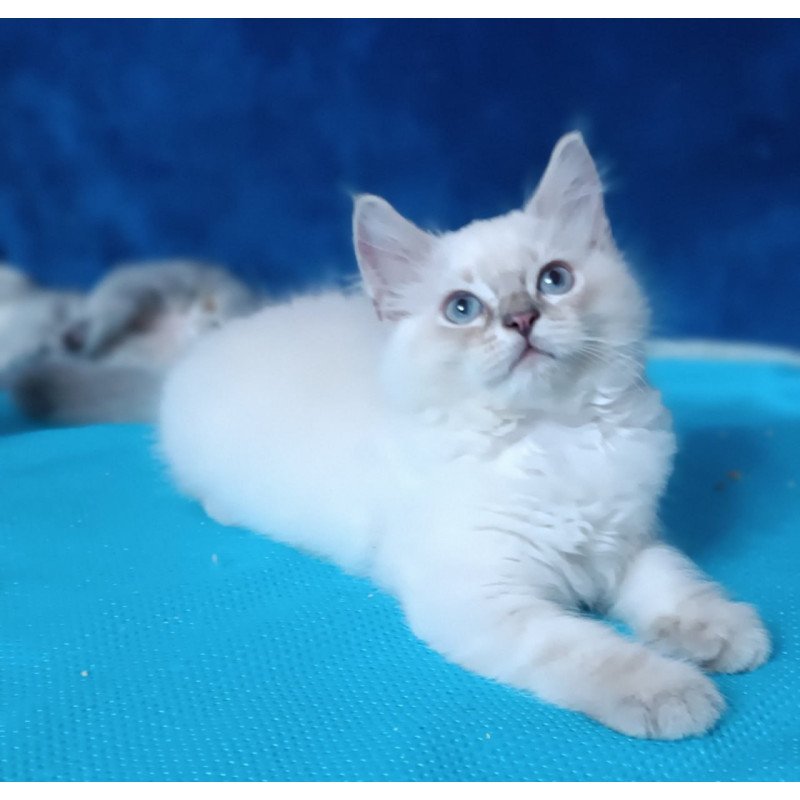 Siberian Duglas
