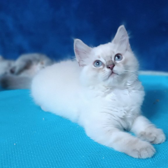 Siberian Duglas