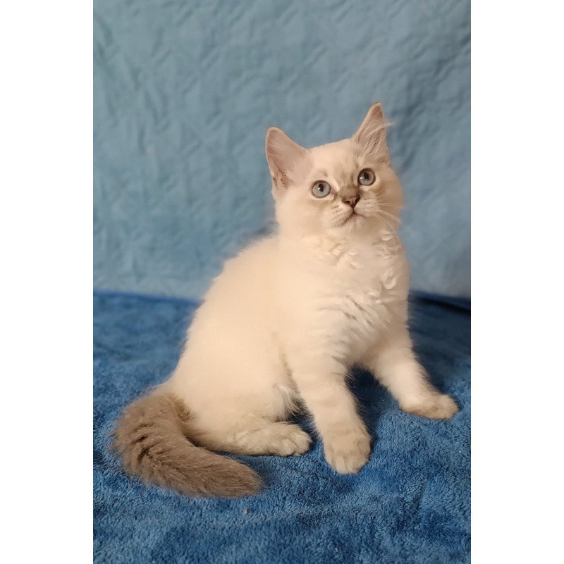 Siberian Duglas