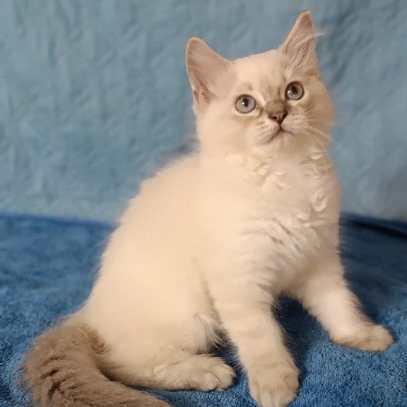 Siberian Duglas