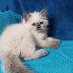 Siberian Dona
