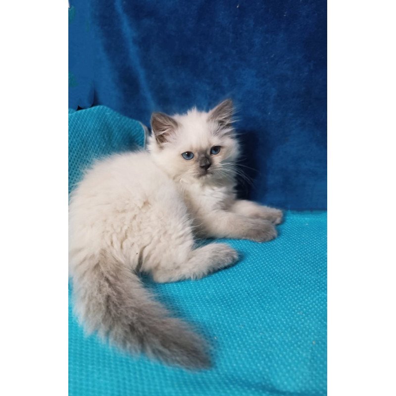 Siberian Dona