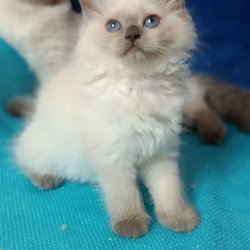 Siberian Dona