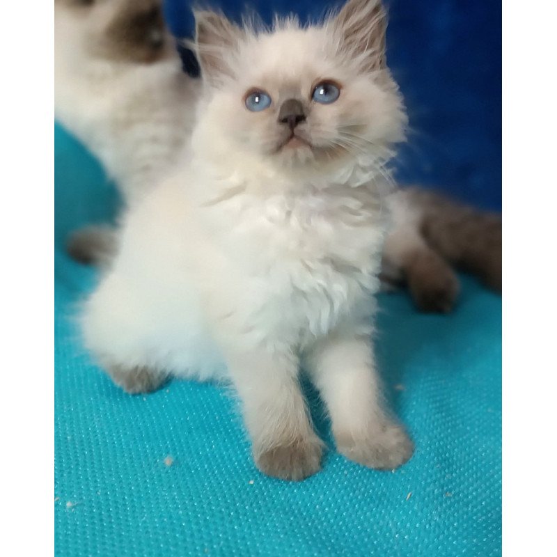 Siberian Dona