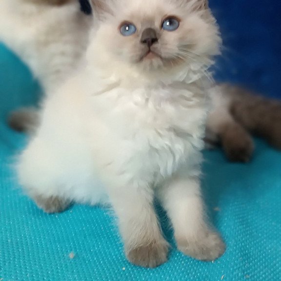 Siberian Dona