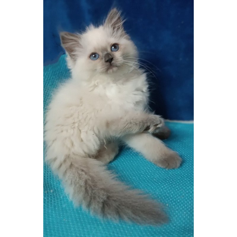 Siberian Dona
