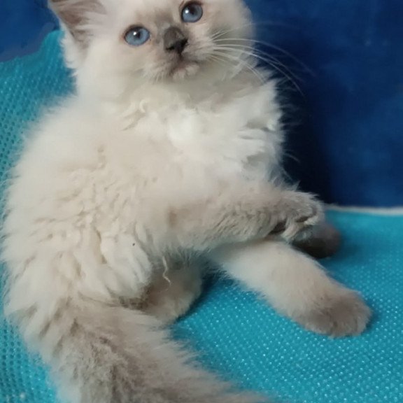 Siberian Dona