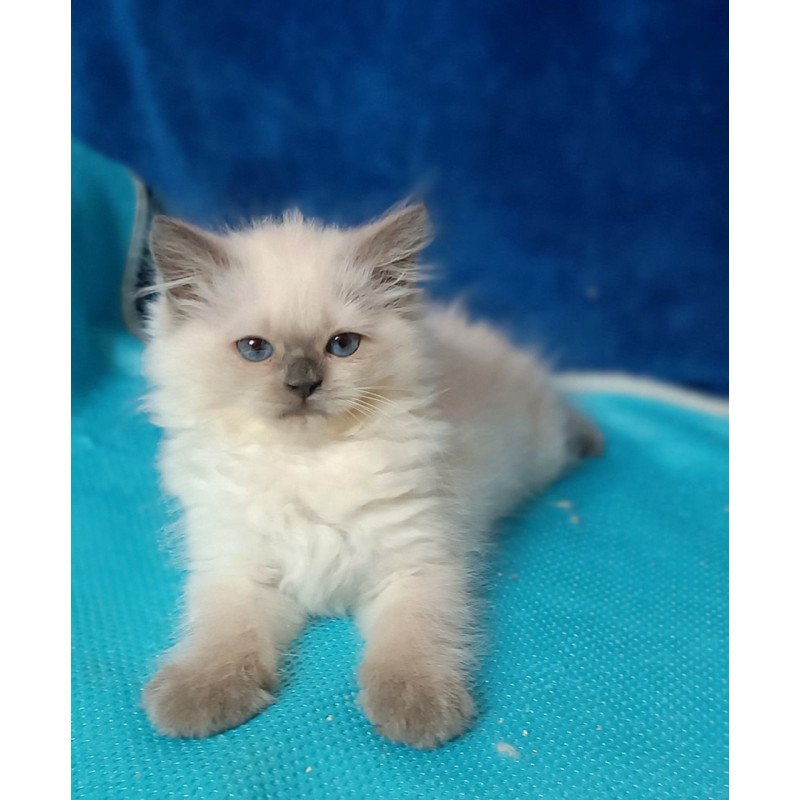 Siberian Dona