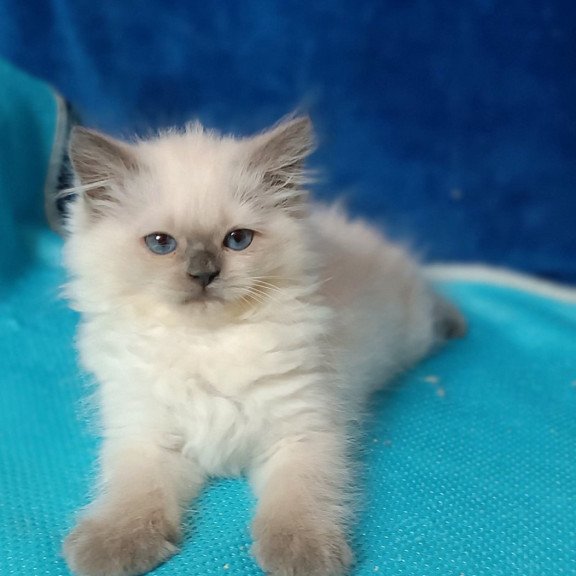 Siberian Dona