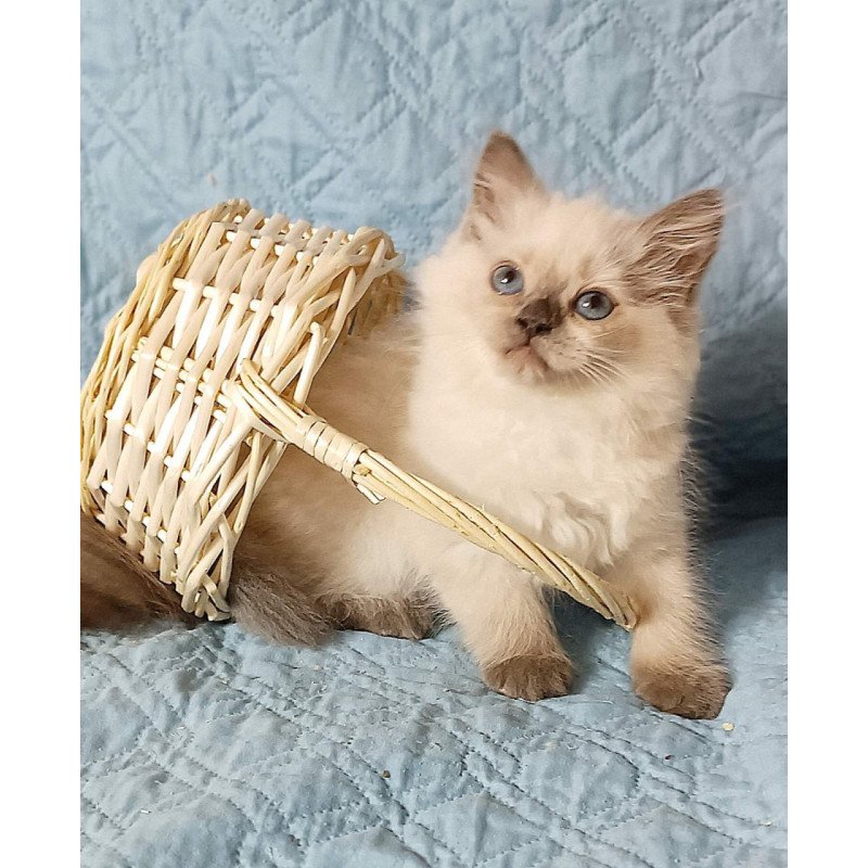 Siberian Dona