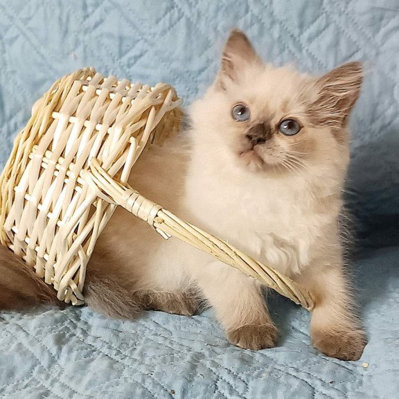 Siberian Dona