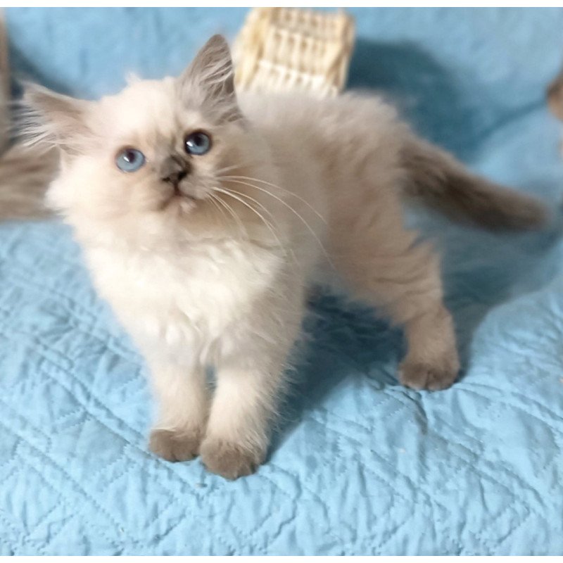 Siberian Dona