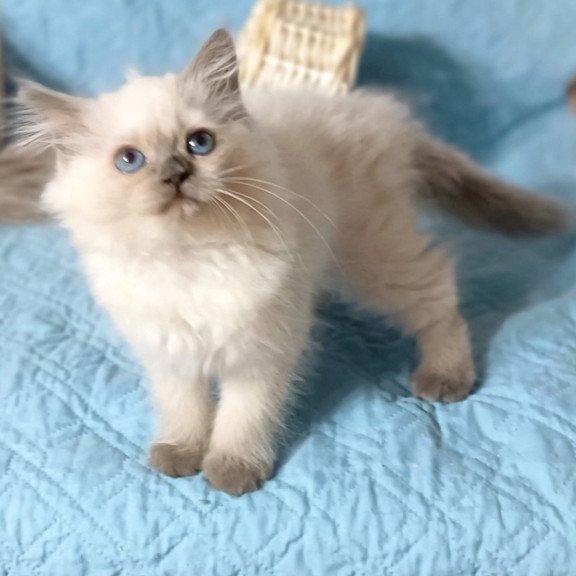 Siberian Dona