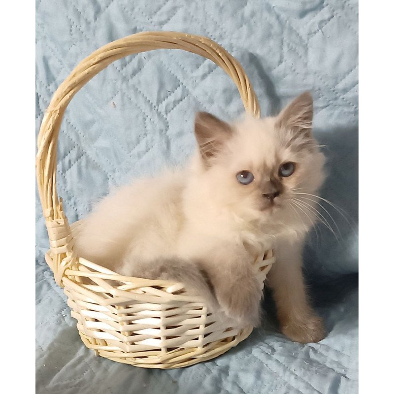 Siberian Dona