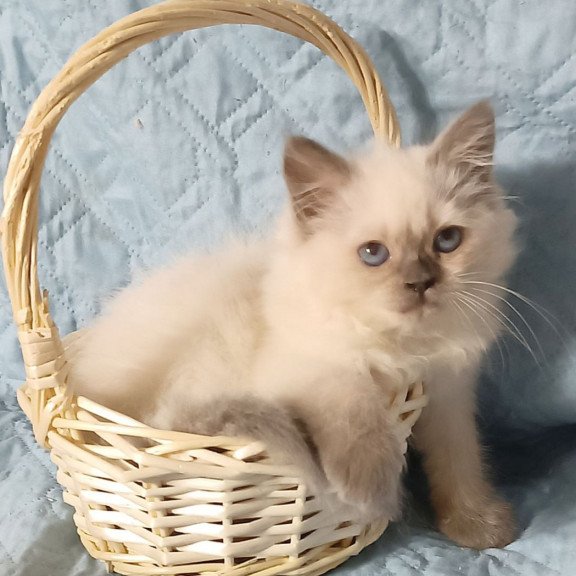 Siberian Dona