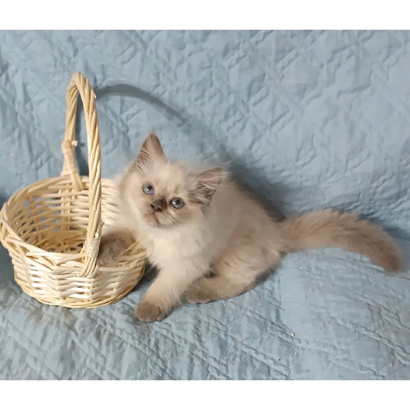 Siberian Dona