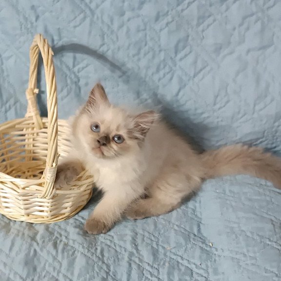Siberian Dona