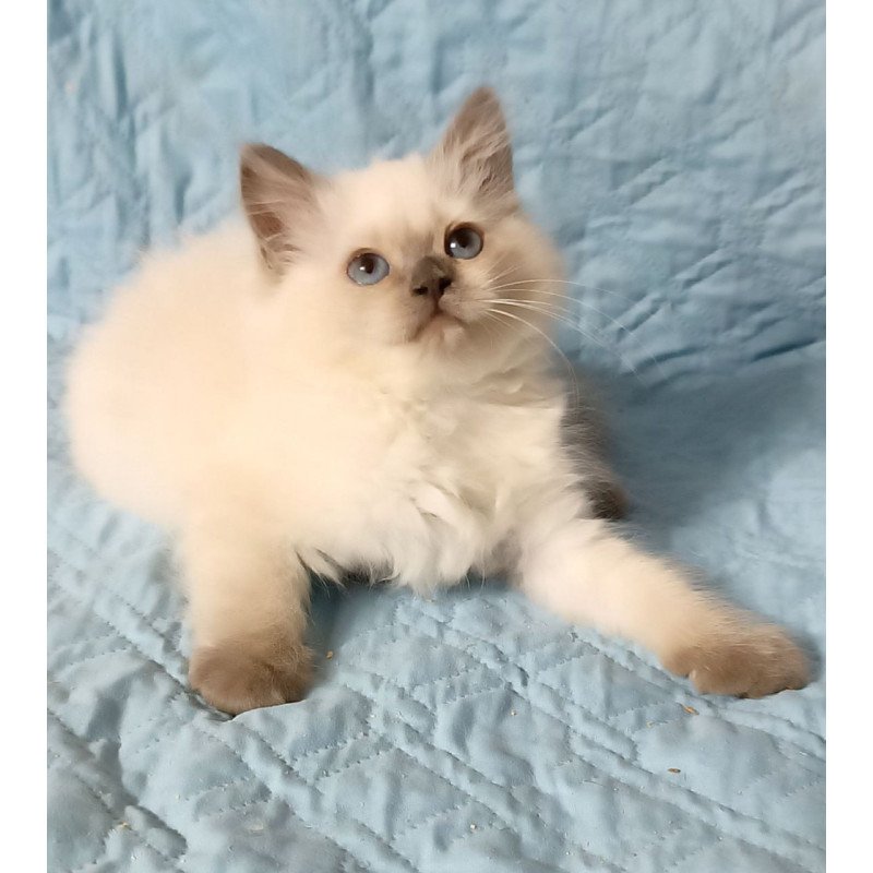 Siberian Dona