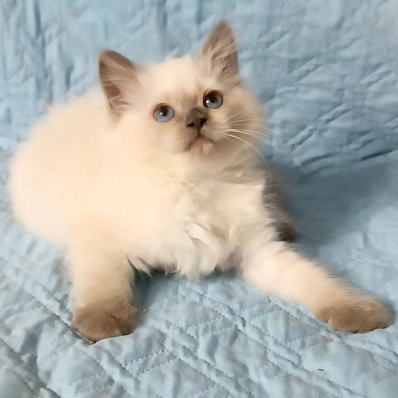 Siberian Dona