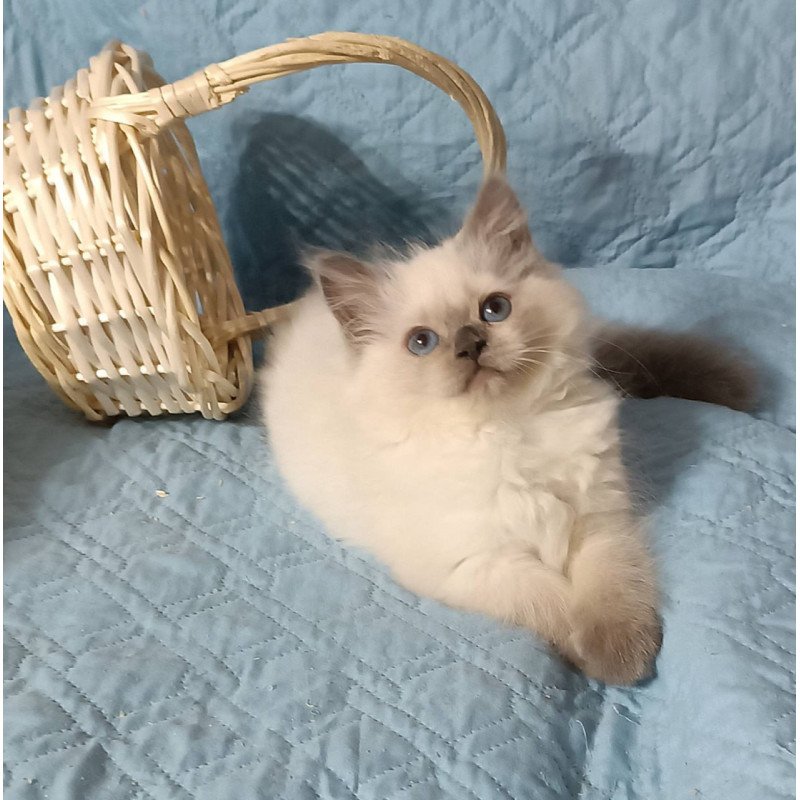 Siberian Dona