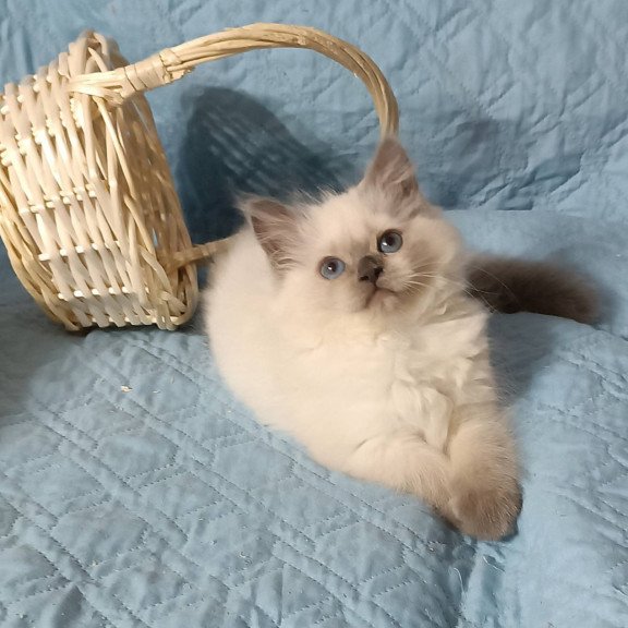 Siberian Dona