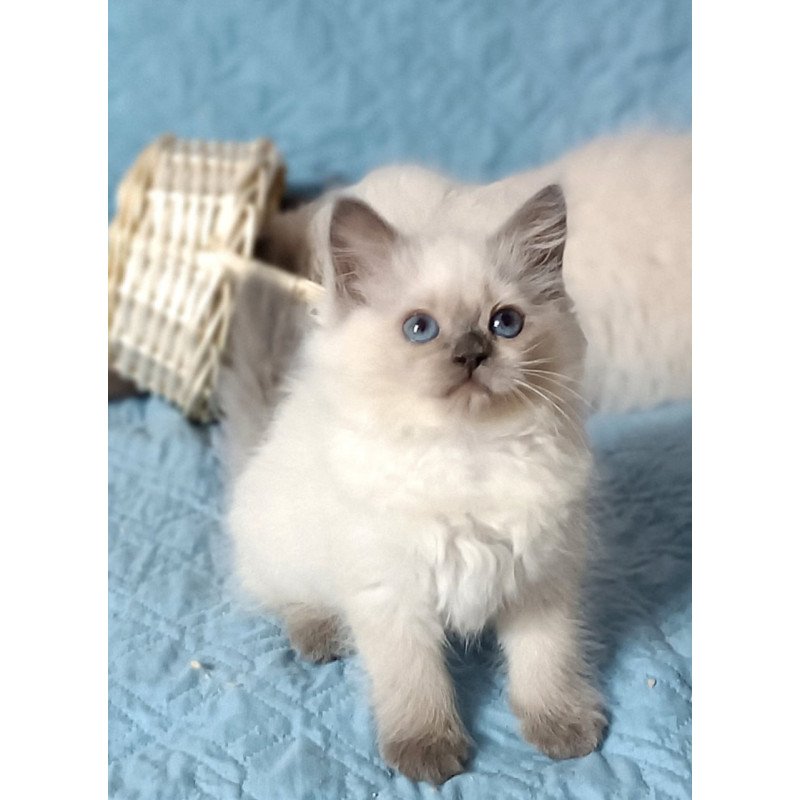 Siberian Dona