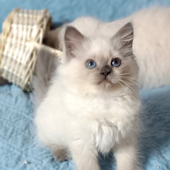Siberian Dona