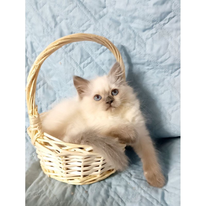 Siberian Dona