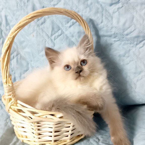 Siberian Dona