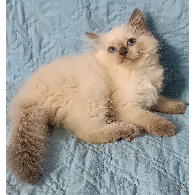 Siberian Dona