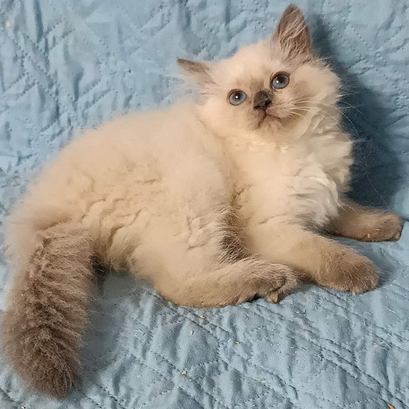 Siberian Dona