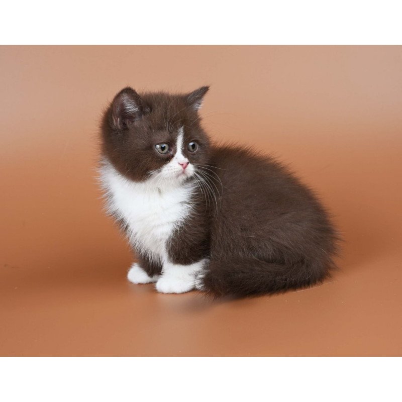 Munchkin Ivanka