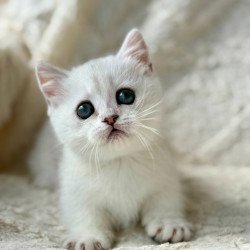 Munchkin Zipa