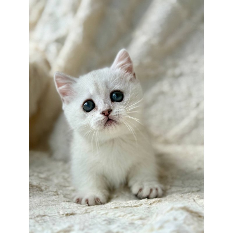 Munchkin Zipa