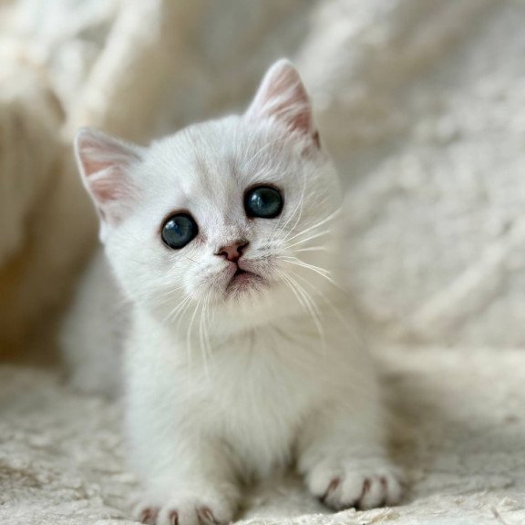 Munchkin Zipa