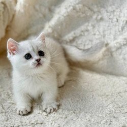 Munchkin Zipa