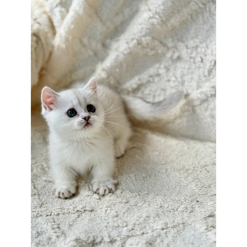 Munchkin Zipa