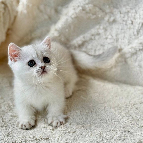 Munchkin Zipa