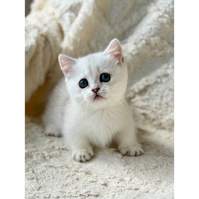 Munchkin Zipa