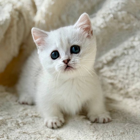 Munchkin Zipa