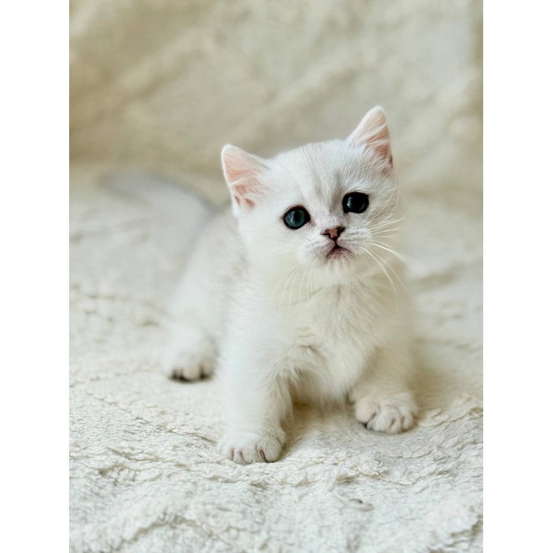 Munchkin Zipa