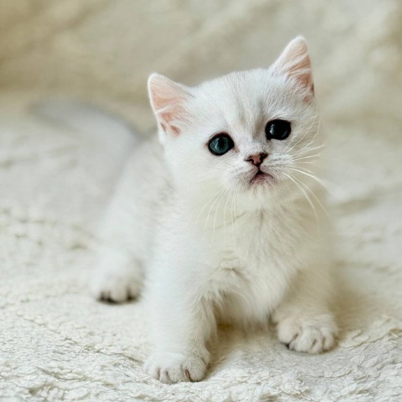 Munchkin Zipa