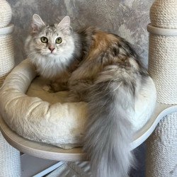 Siberian REZ Rumyana