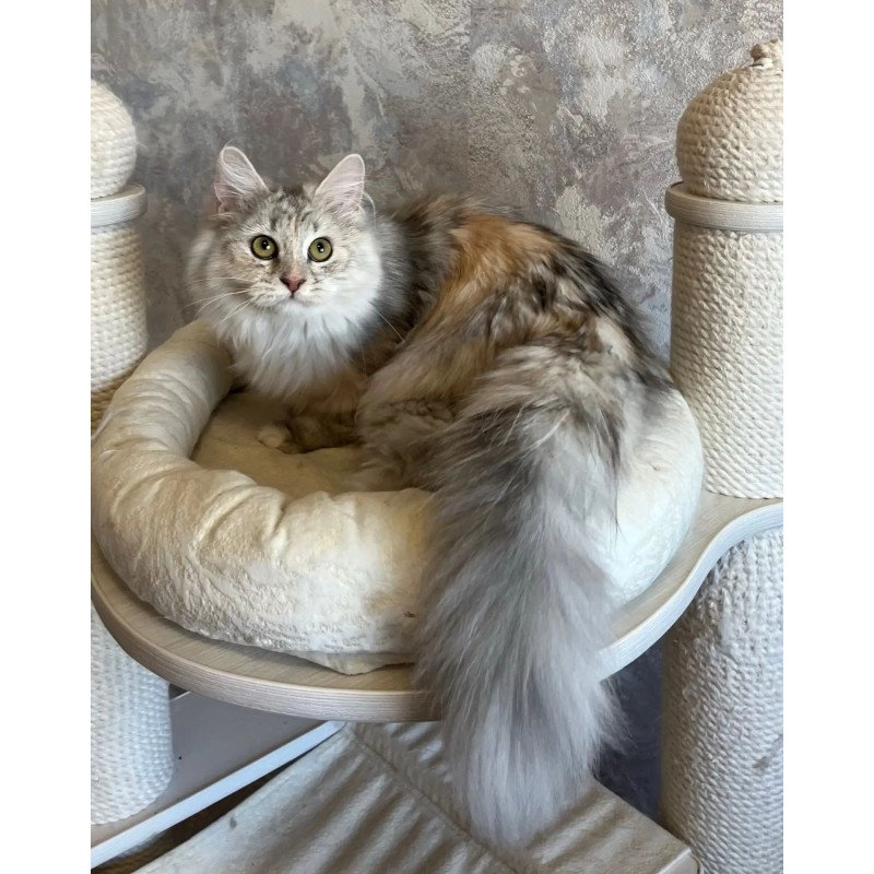 Siberian REZ Rumyana