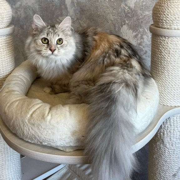 Siberian REZ Rumyana